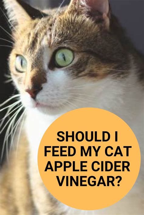 Kit and kaboodle cat food making cats sick. Pin on Pet Care