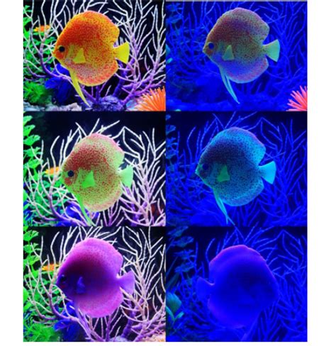 Silicone Aquarium Artificial Tropical Fish Decoration Fish Tank Glowing
