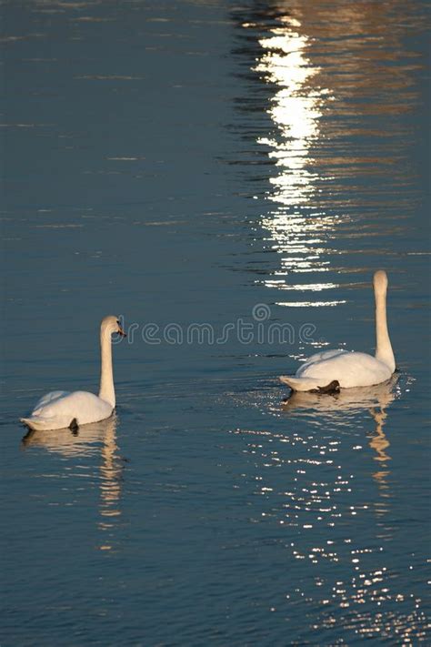 Swans Stock Image Image Of Pure Shore Calm Peace 86771025