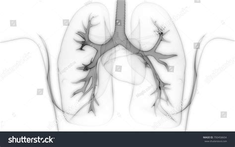 Human Lungs Inside Anatomy Larynx Trachea Stock Illustration Shutterstock