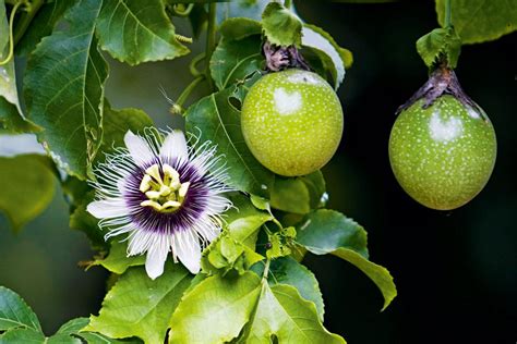 Growing In Arizona Fast Grower Can Grow Into 100 Passion Fruit