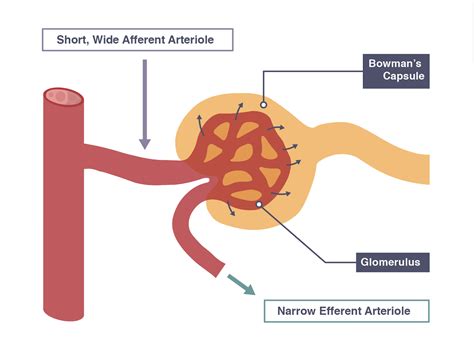 Igcse Biology 2017 275b Describe Ultrafiltration In The Bowmans