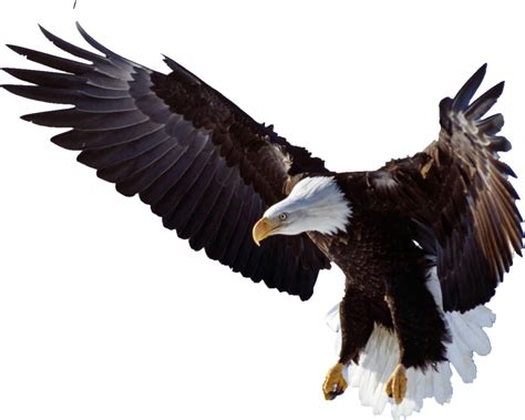 Download now gambar burung rajawali terbang yang perlu kamu ketahui. Free Logo Kepala Rajawali, Download Free Clip Art, Free ...