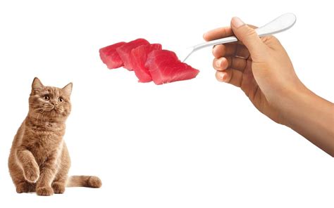 Can Cats Safely Feast On Tuna The Ultimate Guide Updated 2023