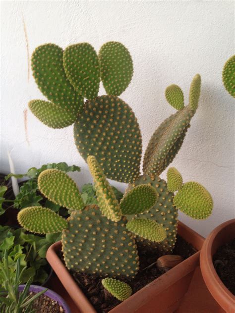 ► how to separate cactus babies from mother cactus, cactus propagation is very easy by removing cactus pups, baby cactus grew by transplanting them in new. Pin de Ericka Freitas em Cacto | Cactos e suculentas ...