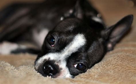 Download Adorable Sleeping Boston Terrier Picture
