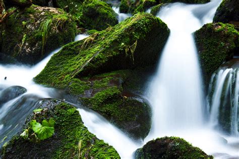 Mountain Stream And Moss Free Stock Photo Public Domain Pictures