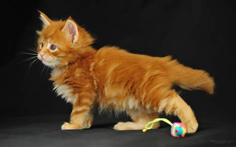 Maine Coon Cat Personality Characteristics And Pictures