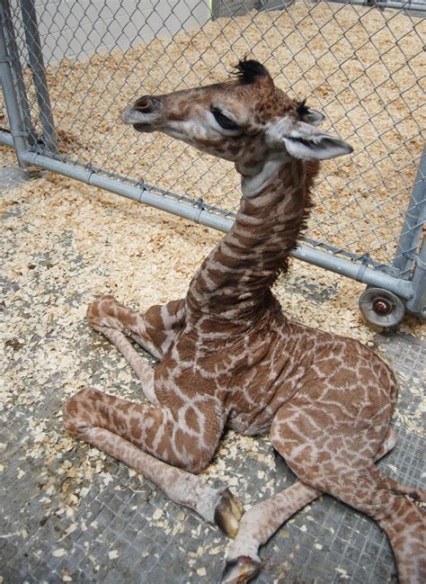 Meet The Virginia Zoos New Baby Giraffe Time