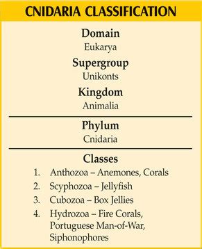 Cnidaria - Respiratory system