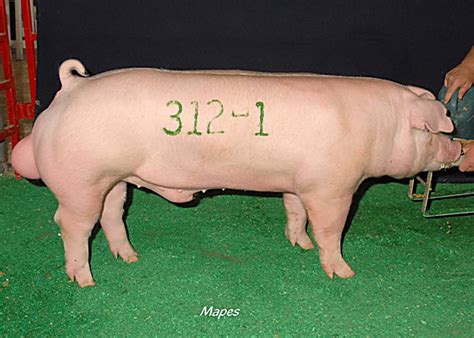 Live Stock Pig Introduction