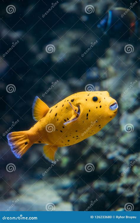 Yellow Blackspotted Puffer Fish Against Blue Background Side Profile