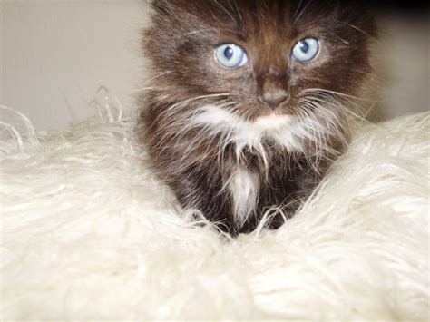 The domestic longhair is basically a domestic shorthair with fancier, longer fur. Long & semi long haired kittens (Just 1 left now ...