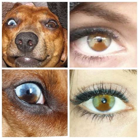 Sectoral Heterochromia Iridum Can Be In Humans And Animals