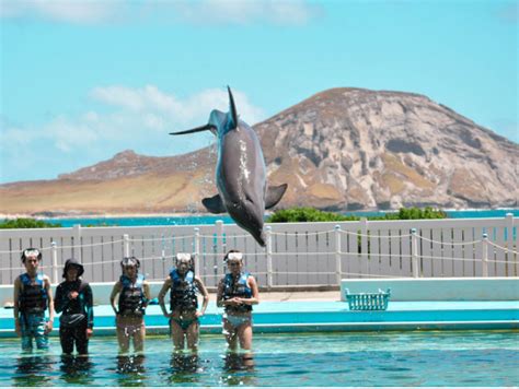Sea Life Park Dolphin Swim Experiences And Sea Animals Interactive