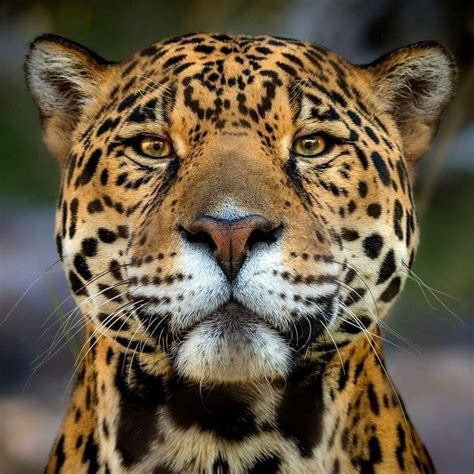 Jaguar Facts Biggest Cat In Americas Wild Cats Big Cats Wildlife