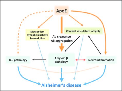 Apoe Mediated Pathogenic Pathways Leading To Alzheimers Disease Apoe