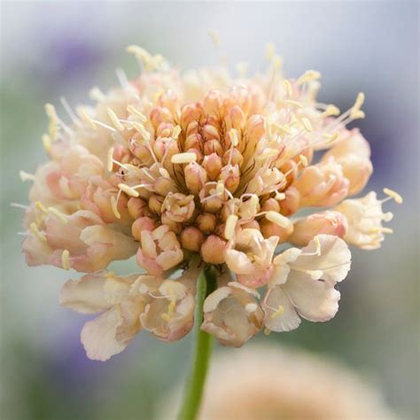 If Youre A Scabious Apricot Is The Colour To Be Seen In This Year