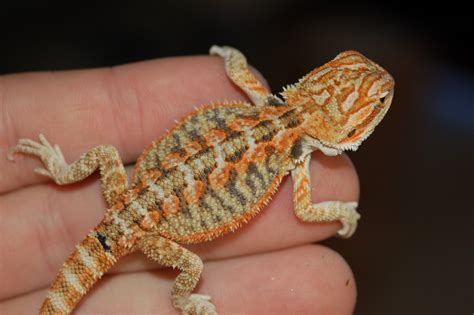 Bearded Dragon Photos | Bearded dragons for sale