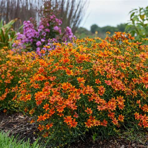 Best Plants For A Meadow Garden Hgtv In 2020 Meadow Garden Cool
