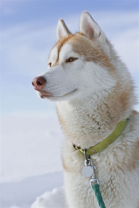 Pin By Dog Breeder On Wolf Wolfdog Husky Working Dogs Breeds Alaska