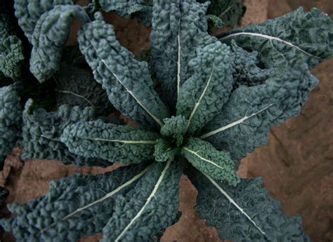 Didyouknow Out Of All Our Kale Varieties The Lacinato Kale Needs The