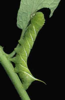 Small amounts of plain bread (no spices and definitely no raisins) won't hurt your dog, but it also won't provide any corn is one of the most common ingredients in most dog foods. The Eating Habits of Caterpillars | Animals - mom.me
