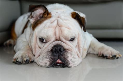 English Bulldog Sleep On The Floor It S Sleepy Fat Dog Stock Photo