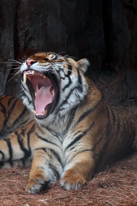 Malayan Tiger Yawning Malayan Tiger Yawning Flickr
