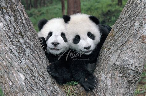 Twin Panda Cubs Playing In The Fork Of A Tree Cute Animals