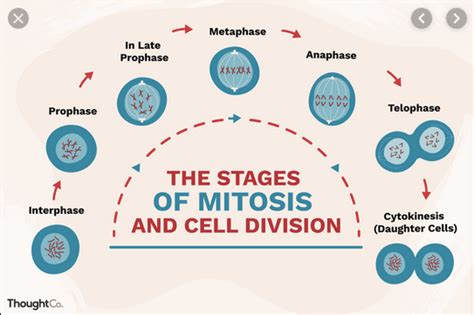 Mitosis and The cell cycle | Science Quiz - Quizizz