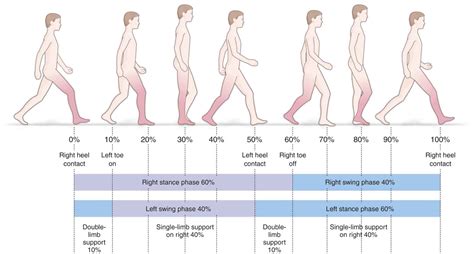 Step Gait Cycle Images
