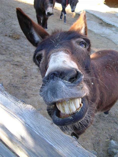 Browse 653 smiling donkey stock photos and images available, or start a new search to explore more stock photos and images. Admiring Christ: Learning from Donkeys: A Palm Sunday ...