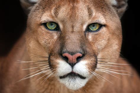 24349 Best Cougar Images Stock Photos And Vectors Adobe Stock