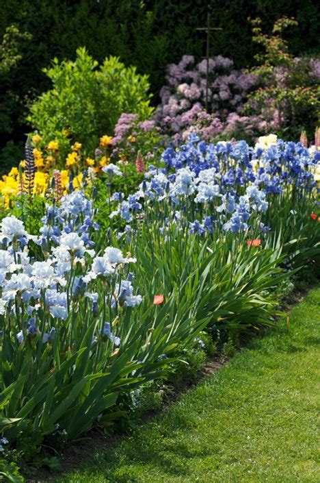 Irises Are Easy To Grow Perennials With Flowers In Nearly Every Color