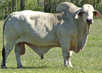 There is no distinct breed of red brahman. Fenech Brahmans Australia Brahman Cattle and Semen Exports