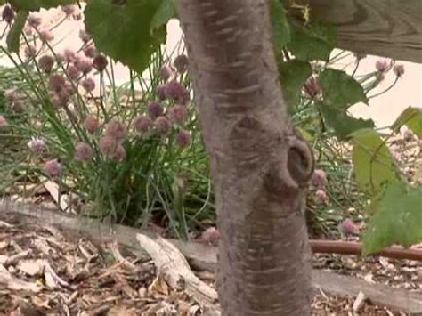 Oct 10, 2010 · when fertilizing new fruit trees, you will need: Fertilizing Fruit Trees - YouTube
