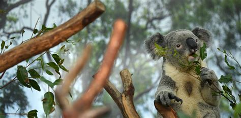 A New 3d Koala Genome Will Aid Efforts To Defend The Threatened Species