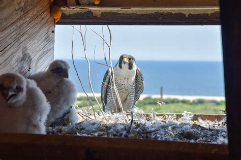Two Peregrine Falcon Chicks Hatched Atop Marine Parkway Gil Hodges