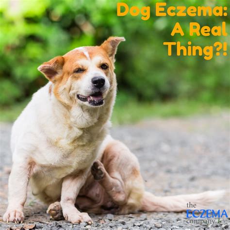 It may be accompanied by redness, lesions, and itching. Dog Eczema: A Real Thing?! (Symptoms and Natural ...