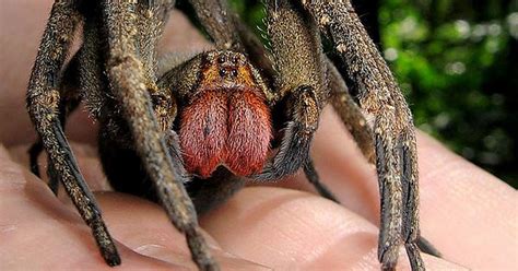 Behold The Most Venomous Spider In The World Its Bite Is Known To Give The Most Painful 4 Hour