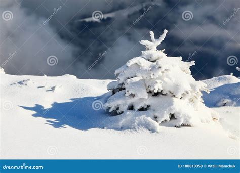 Small Fluffy Fir Trees Covered With Webby Snow Spruce Tree Stand In