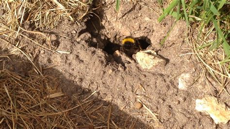 If it is mostly black, then it is a carpenter bee. IMG_3895 | Bumble bee nest in our garden but proving ...