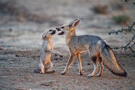A Cape Fox Pup Pleads For Food From His Father In Kgalagadi