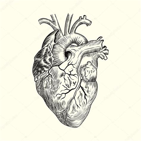 Corazón Humano Dibujo — Vector De Stock 64059849 — Depositphotos