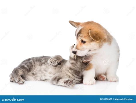 Cat Playing With A Dog Isolated On White Background Stock Image
