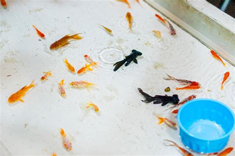 Goldfish Scooping Stock Photo Download Image Now Color Image