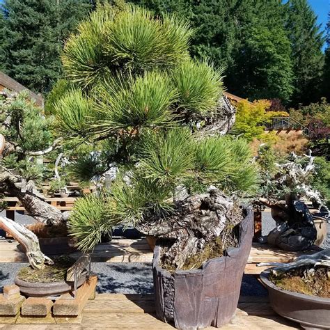 Las Vegas Bonsai Society On Instagram Iconic Ponderosa Pine