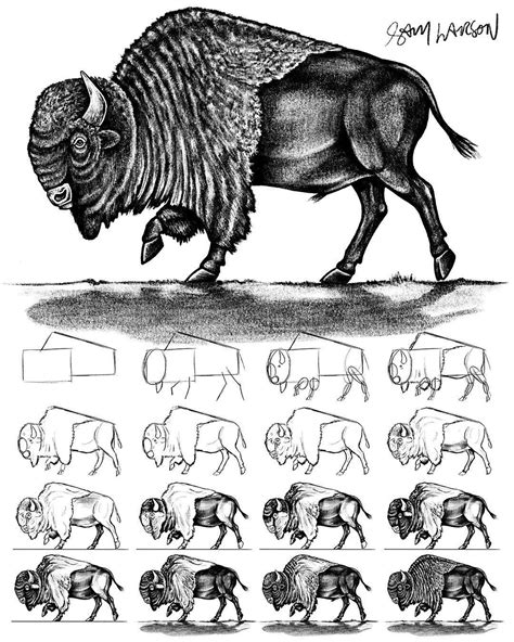 Sam Larson On Instagram “how I Draw A Bison For Those Asking For A Bison Here Ya Go My Step