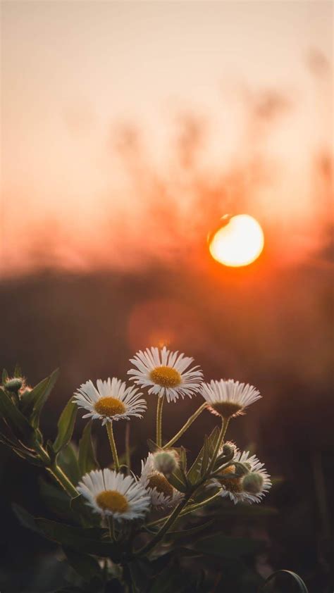 Daisy In The Sunset Wallpaper Nature Flowers Flower Iphone Wallpaper